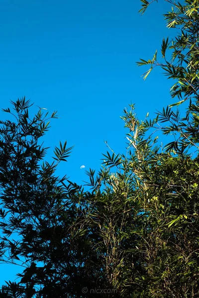 Disparo Vertical Bambú Con Fondo Azul Del Cielo — Foto de Stock