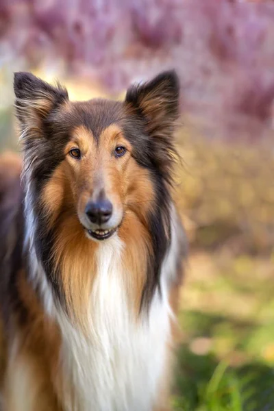 Een Verticaal Schot Van Een Schattige Collie Hond Met Bloeiende — Stockfoto