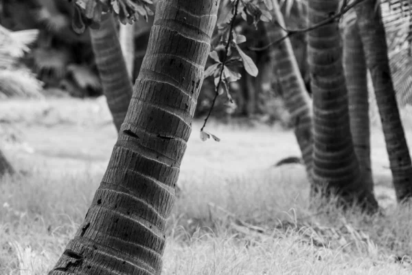 Eine Nahaufnahme Graustufen Von Kokospalmen Stämmen Auf Dem Gras — Stockfoto