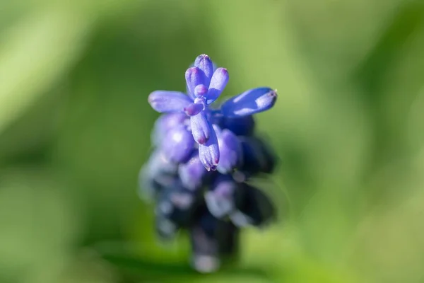 Makro Snímek Arménské Hroznové Hyacinty Zeleném Pozadí — Stock fotografie