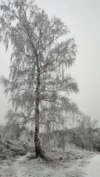 Снігове Дерево Білому Льодовиковому Ґрунті Взимку Вертикальний Постріл — стокове фото
