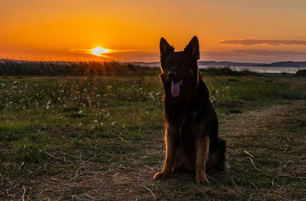 Ein Böhmischer Schäferhund Sitzt Bei Sonnenuntergang Auf Einem Feld — Stockfoto