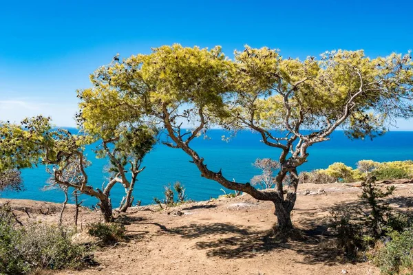 Tunus Korbous Kıyısında Yeşil Bitki Örtüsü Büyüyor — Stok fotoğraf