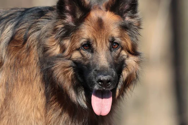 Ένα Κοντινό Πλάνο Ενός Αξιολάτρευτου Γερμανικού Ποιμενικού Σκύλου Που Κοιτάζει — Φωτογραφία Αρχείου