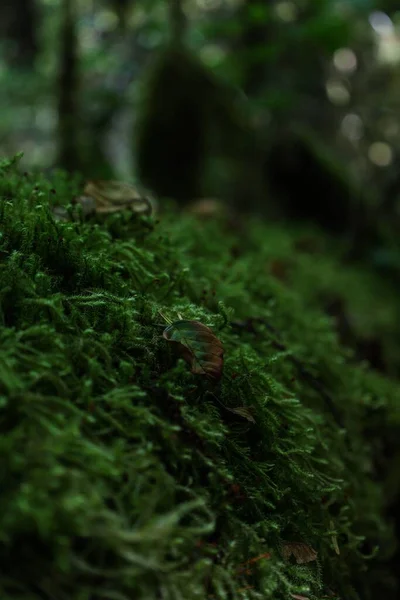 孤立した背景を背景に熱帯雨林の苔のマクロショット — ストック写真