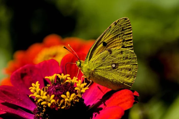 Nahaufnahme Eines Gelben Schmetterlings Auf Der Rosa Blume Einem Sonnigen — Stockfoto