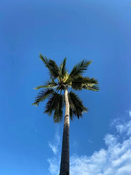Bir Palmiye Ağacının Dikey Görüntüsü — Stok fotoğraf