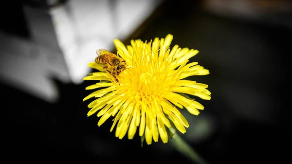 Zbliżenie Pszczoły Miodnej Mniszku Lekarskim — Zdjęcie stockowe
