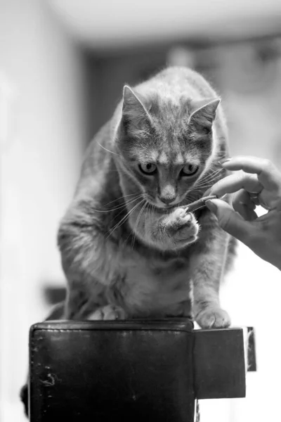 Uma Escala Cinza Proprietário Alimentando Seu Gato American Shorthair Casa — Fotografia de Stock