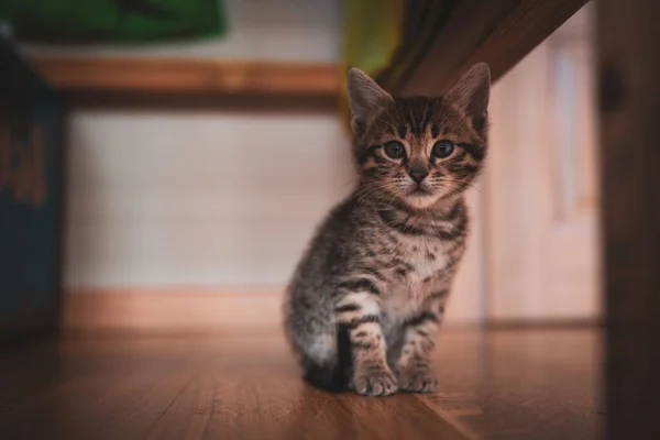 Eine Großaufnahme Einer Gestromten Katze Die Auf Einem Holzboden Läuft — Stockfoto