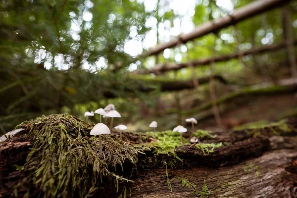 Uma Bela Vista Cogumelos Cultivados Galho Árvore — Fotografia de Stock