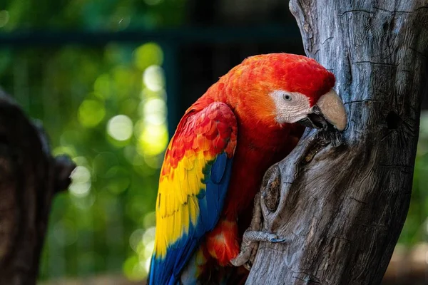 Close Papagaio Zoológico Benevento — Fotografia de Stock