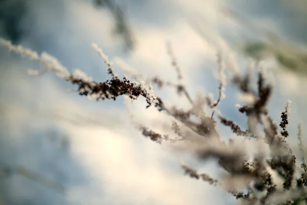 雪覆盖的美丽干枯植物的特写镜头 适合背景 — 图库照片