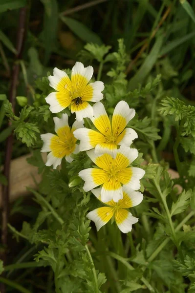Closeup Blooming Yellow Limnanthes Douglasii Flowers — Stock Photo, Image
