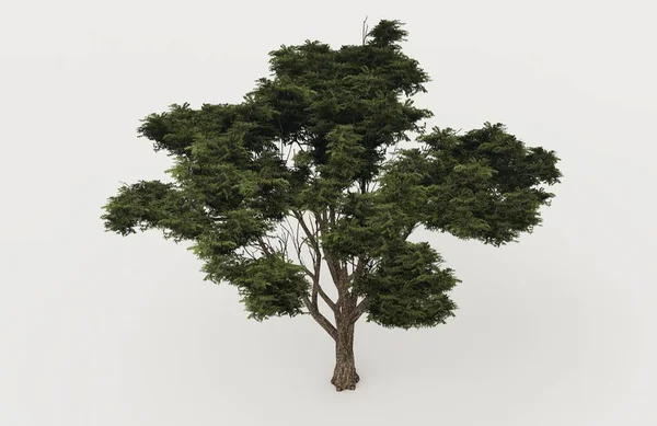 Beyaz Arka Planda Bir Çam Ağacının Yakın Çekimi — Stok fotoğraf