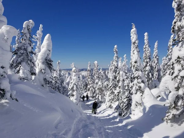 Άνθρωποι Που Περπατούν Ένα Χιονισμένο Δάσος Μια Ηλιόλουστη Μέρα — Φωτογραφία Αρχείου