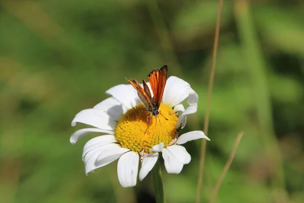 Метелик Летить Ромашковій Квітці — стокове фото
