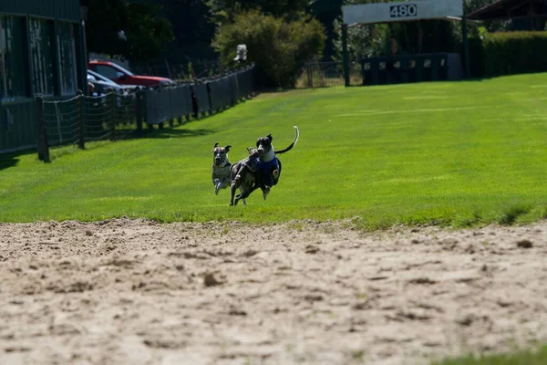 Two Whippet Dogs Arriving Full Speed Last Straight Race Greyhound — Stock Photo, Image