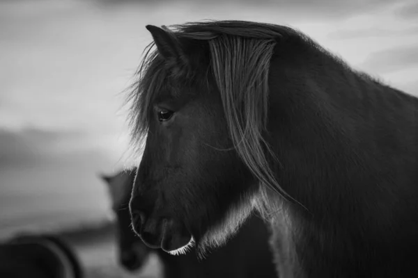 Retrato Uma Face Lateral Cavalo Islandês Tiro Tons Cinza — Fotografia de Stock