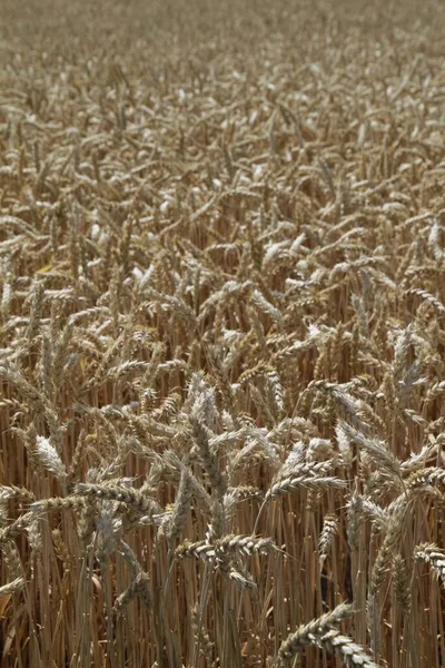 Вертикальный Кадр Сушеной Пшеницы Посевной Площадке — стоковое фото