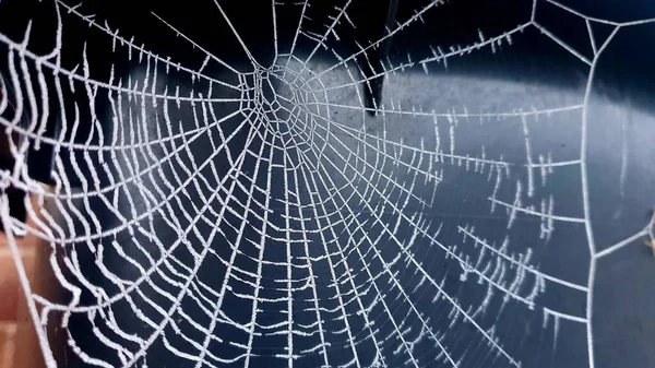 暗い背景に美しいクモの巣のマクロショット — ストック写真