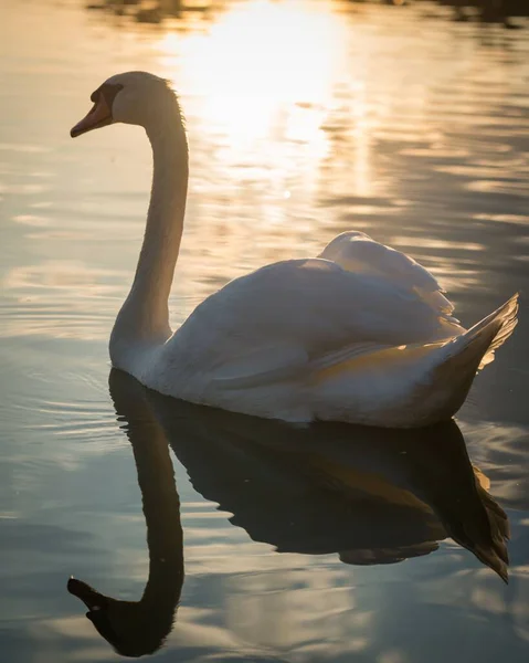 Hermoso Cisne Flotando Tranquilo Lago —  Fotos de Stock