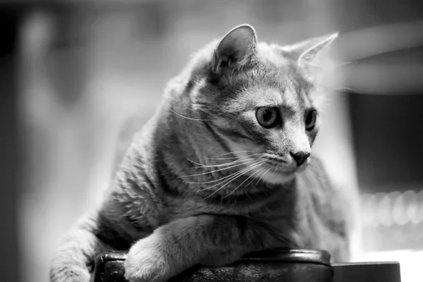 Μια Διαβαθμίσεις Του Γκρι Ενός Χαριτωμένου Αμερικανού Shorthair Γάτα Αναπαύεται — Φωτογραφία Αρχείου