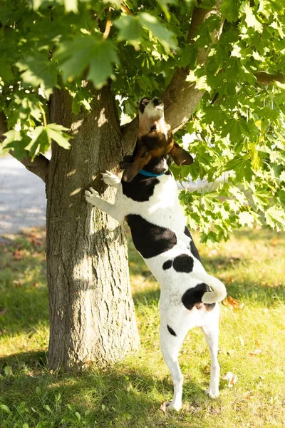 Μια Κάθετη Λήψη Του Σκύλου Beagle Ακουμπά Πάνω Ένα Δέντρο — Φωτογραφία Αρχείου
