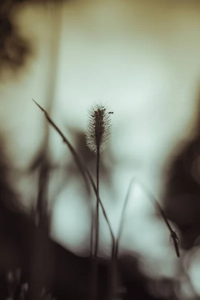 Вертикальний Знімок Рослини Setaria Viridis Розмитим Фоном — стокове фото