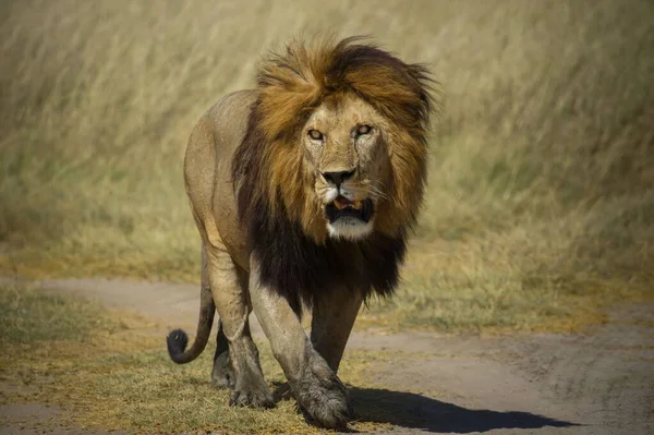 Могутній Лев Спостерігає Левицями Які Готові Полювання — стокове фото