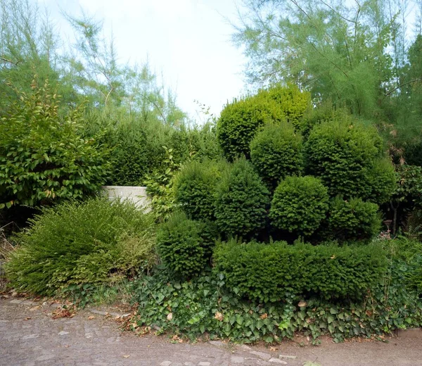 Hermoso Arbusto Ornamental Bien Cuidado Halle Der Saale Sajonia Anhalt —  Fotos de Stock