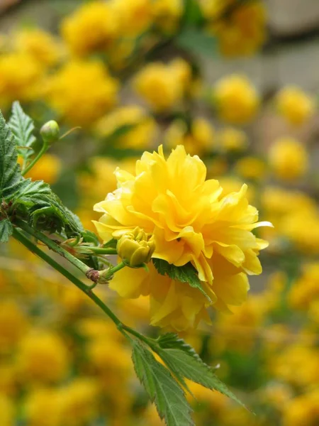 Eine Vertikale Aufnahme Eines Schön Blühenden Gelben Japanischen Kerrias — Stockfoto