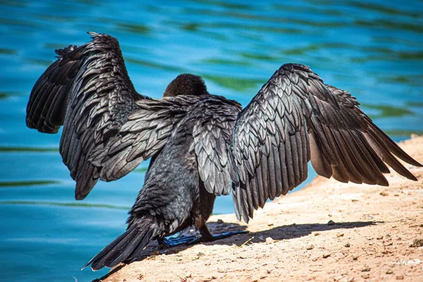 Een Close Van Een Zwarte Aalscholver Die Zijn Vleugels Spreidt — Stockfoto