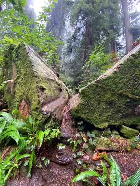 Colpo Verticale Rocce Muschiose Nella Foresta Pluviale Verde — Foto Stock