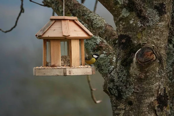 Selective Focus Shot Great Tit Parus Major Perched Bird Feeder — Stock Photo, Image