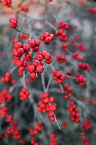 Tiro Vertical Das Bagas Vermelhas Inverno Arbusto — Fotografia de Stock