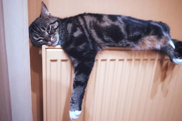 실내에 귀여운 식탁보 고양이의 아름다운 — 스톡 사진