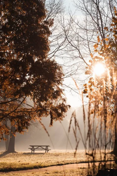 在一个阳光灿烂的秋日的早晨 在一个公园的远处 一条空荡荡的孤独长椅上 — 图库照片