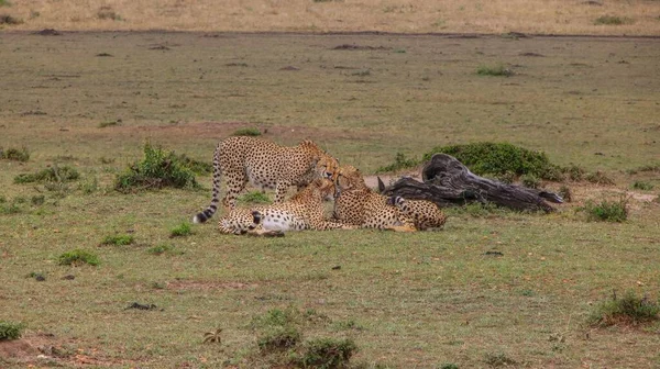Group Cheetahs Lying Field — Stock Photo, Image