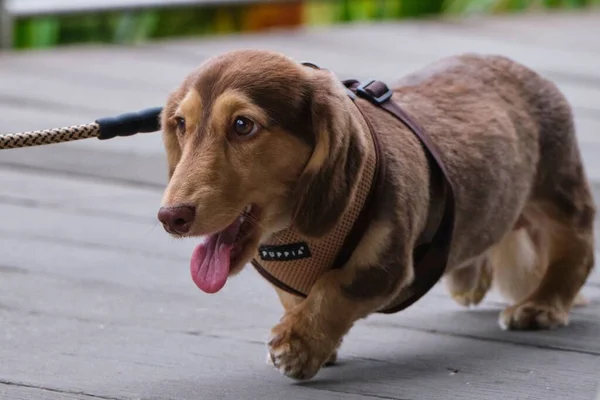 Close Shot Brown Dachshund Domestic Dog Leash Walking Park — Stock Photo, Image