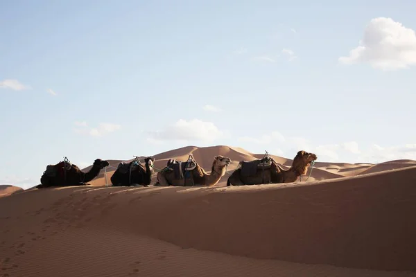 모로코의 체비에 마리의 라운지 — 스톡 사진