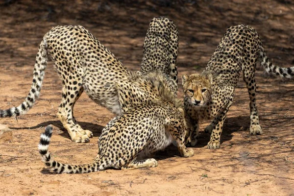 Coalition Cheetahs Devouring Prey Field Marataba South Africa — Stock Photo, Image