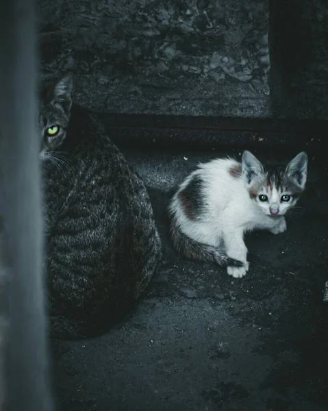 Eine Vertikale Aufnahme Von Niedlichen Streunenden Katzen Auf Der Straße — Stockfoto