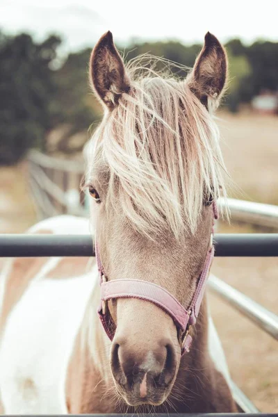 在农场里看着摄像机的一匹白马和一匹棕色的马的垂直照片 — 图库照片