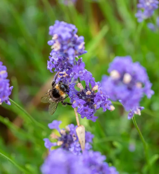 Крупним Планом Джмеля Бджола Фіолетовому Лаванді — стокове фото