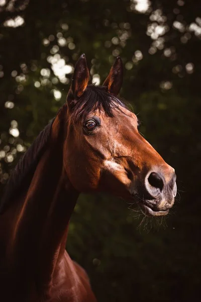 Eine Vertikale Aufnahme Eines Braunen Pferdes Auf Einem Feld — Stockfoto