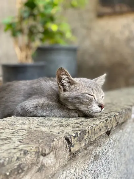 一只可爱的灰猫躺在石头上睡在室外的垂直镜头 — 图库照片