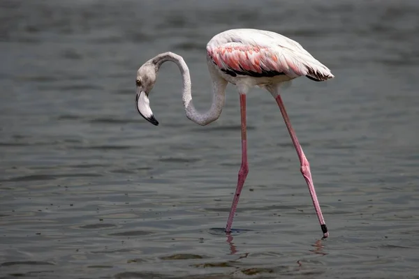 Maior Flamingo Phoenicopterus Roseus Caminhando Pela Água — Fotografia de Stock