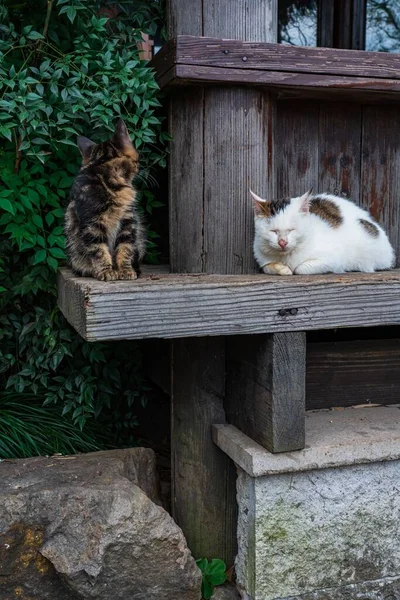 Una Vertical Dos Gatos Callejeros Descansando Sobre Una Tabla Madera — Foto de Stock