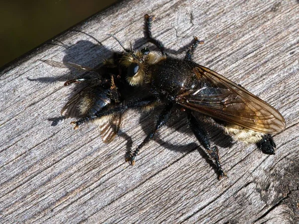 Yellow Murder Fly Yellow Robber Fly Bumblebee Prey — Stock Photo, Image